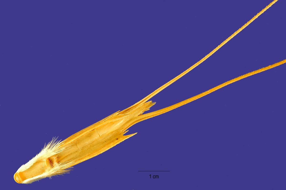 Wild einkorn