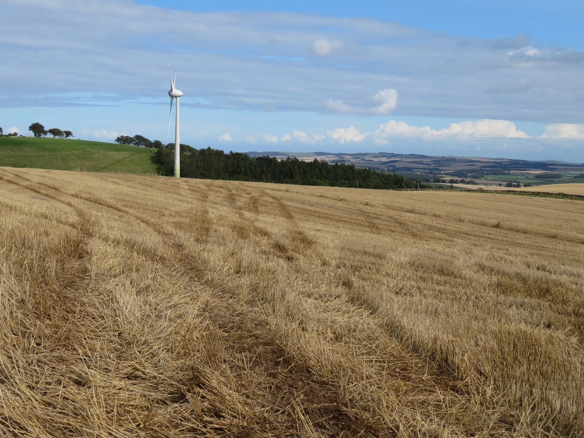 A harvested rye field